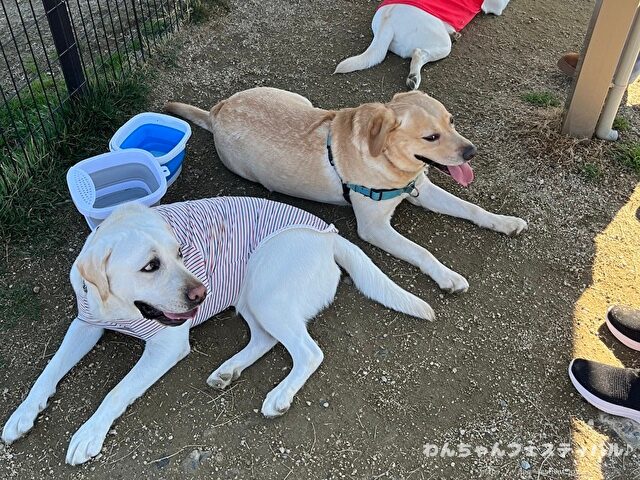 ラブラドールレトリバー 毛色 性格 違う 飼いやすさ 特徴 優しい 頭いい 黒 イエロー チョコ 白