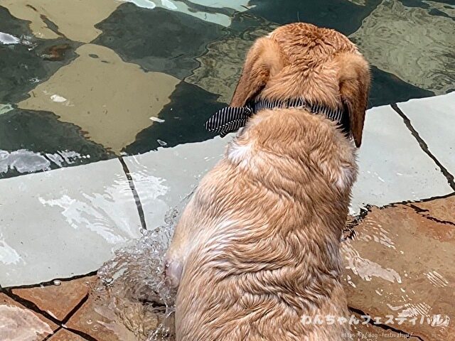 ラブラドールレトリバー 毛色 性格 違う 飼いやすさ 特徴 優しい 頭いい 黒 イエロー チョコ 白