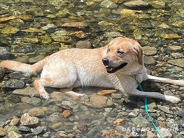 ラブラドールレトリバー 毛色 性格 違う 飼いやすさ 特徴 優しい 頭いい 黒 イエロー チョコ 白
