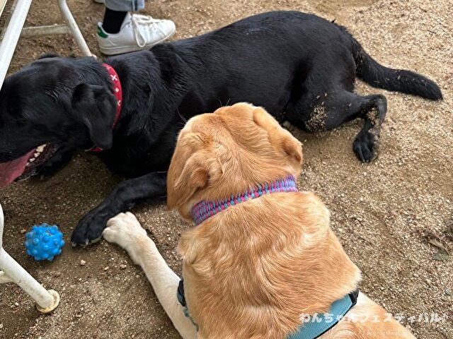 ラブラドールレトリバー 毛色 性格 違う 飼いやすさ 特徴 優しい 頭いい 黒 イエロー チョコ 白