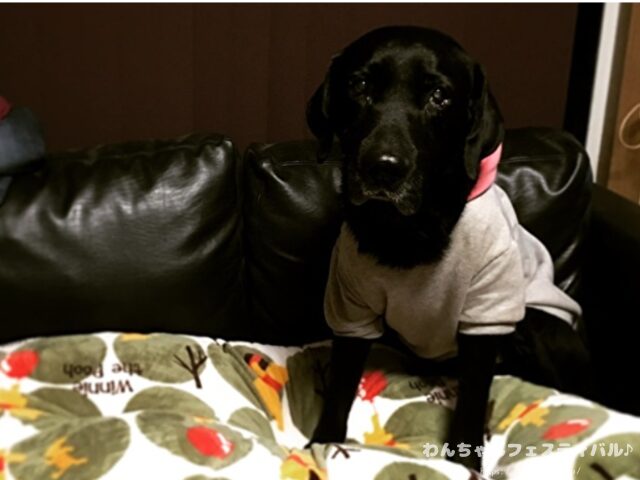 ラブラドールレトリバー 毛色 性格 違う 飼いやすさ 特徴 優しい 頭いい 黒 イエロー チョコ 白