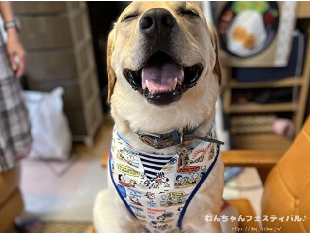 ラブラドールレトリバー 毛色 性格 違う 飼いやすさ 特徴 優しい 頭いい 黒 イエロー チョコ 白