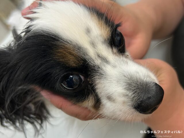 パピヨン 抜け毛 ひどい 原因 対策 病気