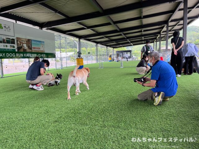 ラブラドールレトリバー 毛色 性格 違う 飼いやすさ 特徴 優しい 頭いい 黒 イエロー チョコ 白