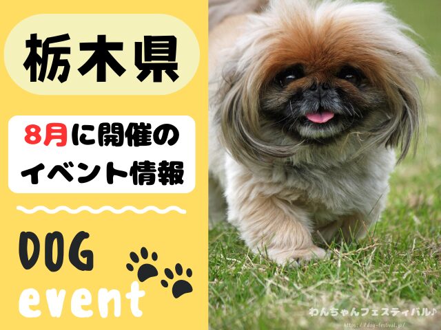 犬イベント　関東　東京　千葉　埼玉　神奈川　群馬　栃木　茨城　2025年　8月