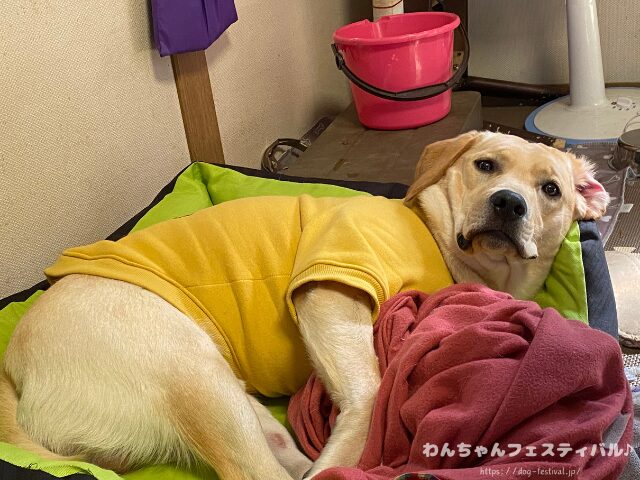 ラブラドールレトリバー 毛色 性格 違う 飼いやすさ 特徴 優しい 頭いい 黒 イエロー チョコ 白