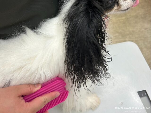 パピヨン 抜け毛 ひどい 原因 対策 病気