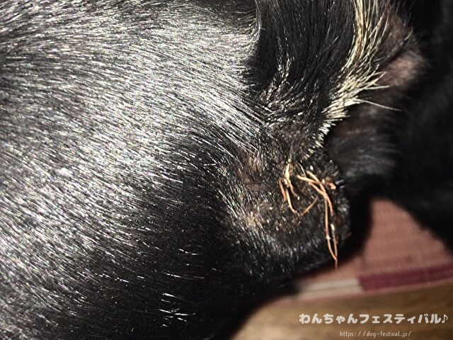 ラブラドールレトリバー 毛色 性格 違う 飼いやすさ 特徴 優しい 頭いい 黒 イエロー チョコ 白