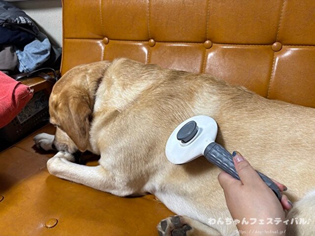 ラブラドールレトリバー 毛色 性格 違う 飼いやすさ 特徴 優しい 頭いい 黒 イエロー チョコ 白