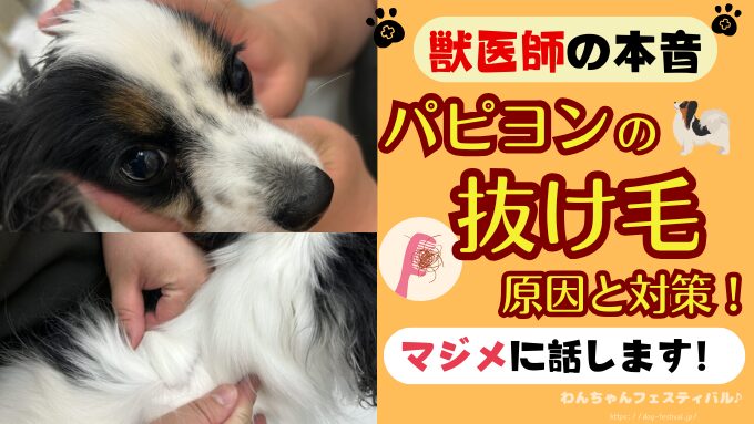パピヨン　抜け毛　ひどい　原因　対策　病気