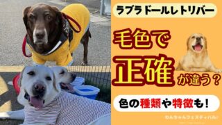 ラブラドールレトリバーは毛色で性格が違う?黒・イエロー・チョコの違いと飼いやすさ・賢さを徹底比較!