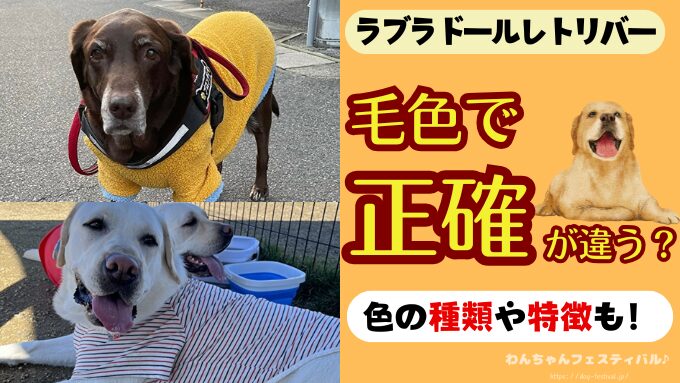 ラブラドールレトリバーは毛色で性格が違う？黒・イエロー・チョコの違いと飼いやすさ・賢さを徹底比較！