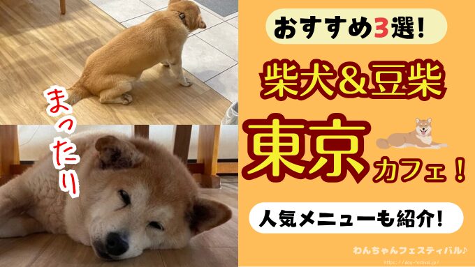 東京　柴犬　豆柴カフェ　おすすめ　混雑　時間帯　人気　メニュー