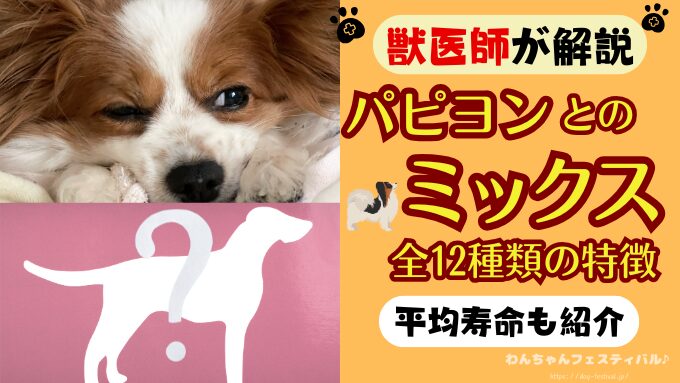 パピヨン ミックス犬 特徴 平均寿命