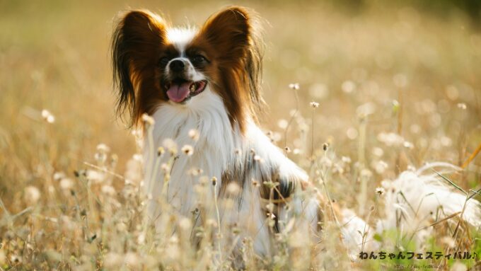 パピヨン ミックス犬 特徴 平均寿命