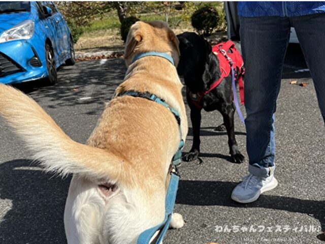 ラブラドールレトリバー 毛色 性格 違う 飼いやすさ 特徴 優しい 頭いい 黒 イエロー チョコ 白