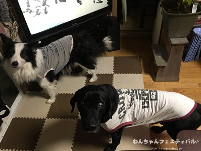 ラブラドールレトリバー 毛色 性格 違う 飼いやすさ 特徴 優しい 頭いい 黒 イエロー チョコ 白