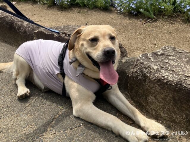 ラブラドールレトリバー 毛色 性格 違う 飼いやすさ 特徴 優しい 頭いい 黒 イエロー チョコ 白