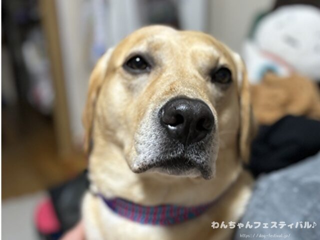 ラブラドールレトリバー 毛色 性格 違う 飼いやすさ 特徴 優しい 頭いい 黒 イエロー チョコ 白