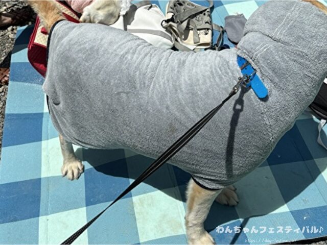 ラブラドールレトリバー 毛色 性格 違う 飼いやすさ 特徴 優しい 頭いい 黒 イエロー チョコ 白