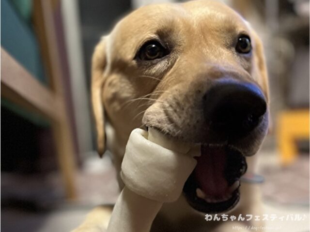 ラブラドールレトリバー 毛色 性格 違う 飼いやすさ 特徴 優しい 頭いい 黒 イエロー チョコ 白