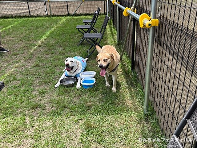 ラブラドールレトリバー　ゴールデン　違い　性格　見た目　飼いやすさ　比較