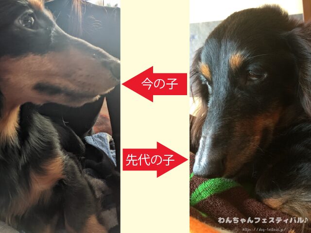 ニチュアダックスフンド 寿命 平均 何歳 老衰 最長 何年生きる
