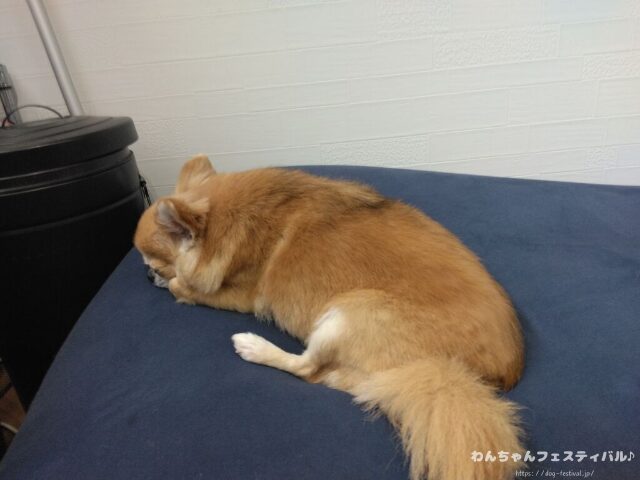 チワワ バリカン 毛が生えない 脱毛症 獣医師 注意点