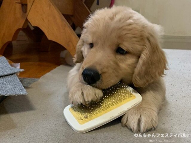 ラブラドールレトリバー　ゴールデン　違い　性格　見た目　飼いやすさ　比較