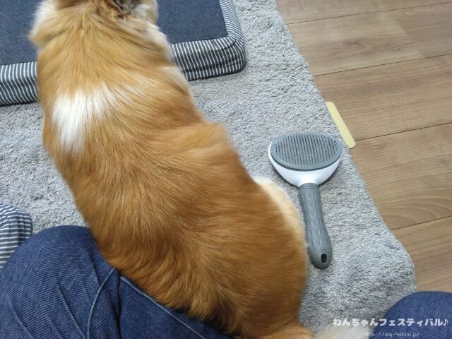 チワワ バリカン 毛が生えない 脱毛症 獣医師 注意点