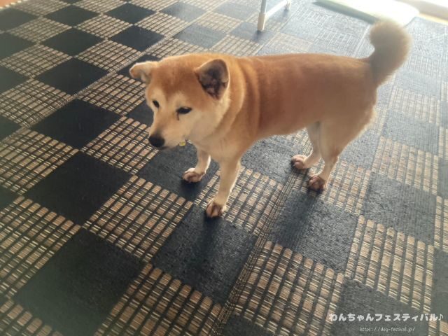 犬 吠える やめさせる アプリ 感想 使い方