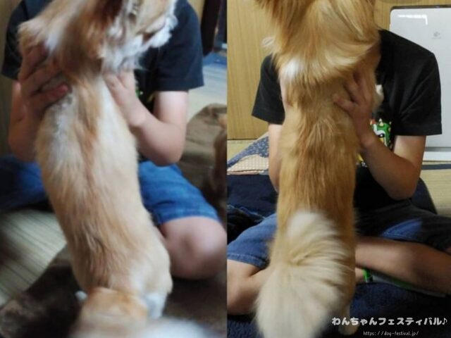 チワワ バリカン 毛が生えない 脱毛症 獣医師 注意点