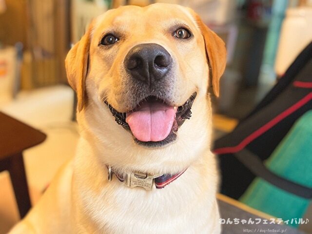 ラブラドールレトリバー　ゴールデン　違い　性格　見た目　飼いやすさ　比較