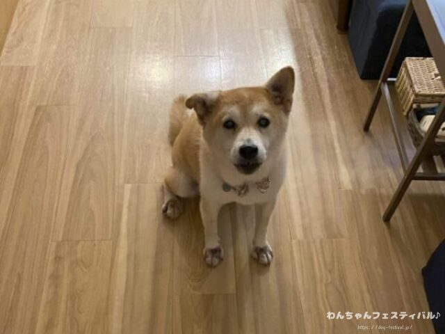 犬 吠える やめさせる アプリ 感想 使い方