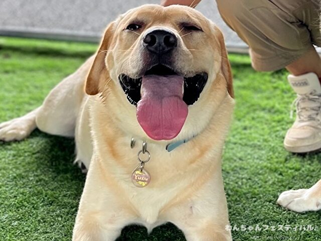 ラブラドールレトリバー　ゴールデン　違い　性格　見た目　飼いやすさ　比較