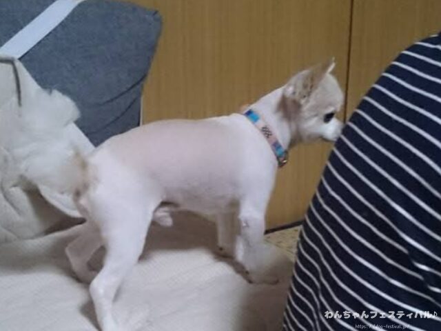 チワワ バリカン 毛が生えない 脱毛症 獣医師 注意点