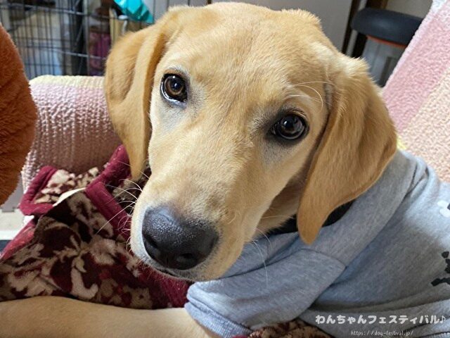 ラブラドールレトリバー　ゴールデン　違い　性格　見た目　飼いやすさ　比較