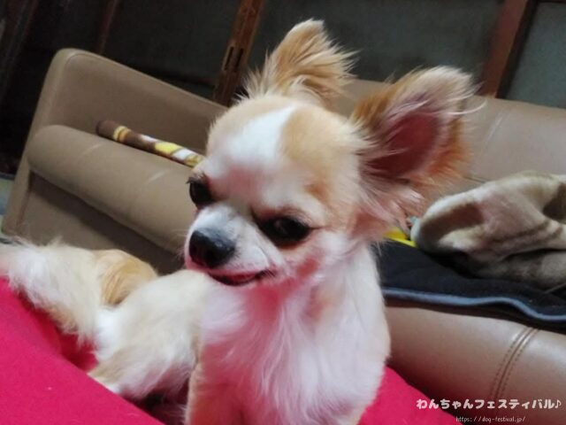 チワワ バリカン 毛が生えない 脱毛症 獣医師 注意点