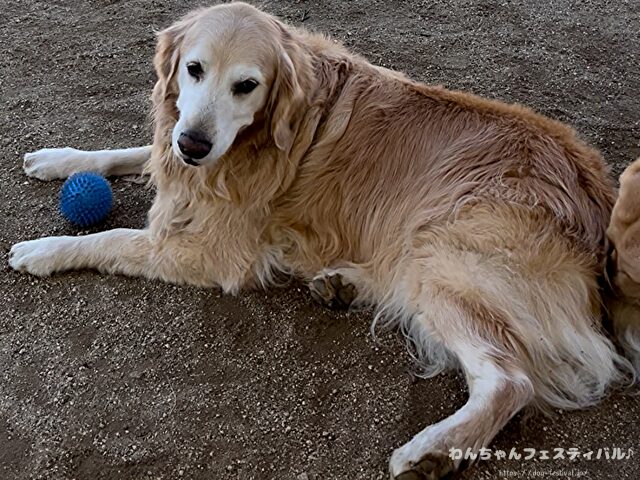 ラブラドールレトリバー　ゴールデン　違い　性格　見た目　飼いやすさ　比較