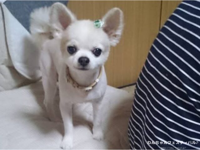 チワワ バリカン 毛が生えない 脱毛症 獣医師 注意点