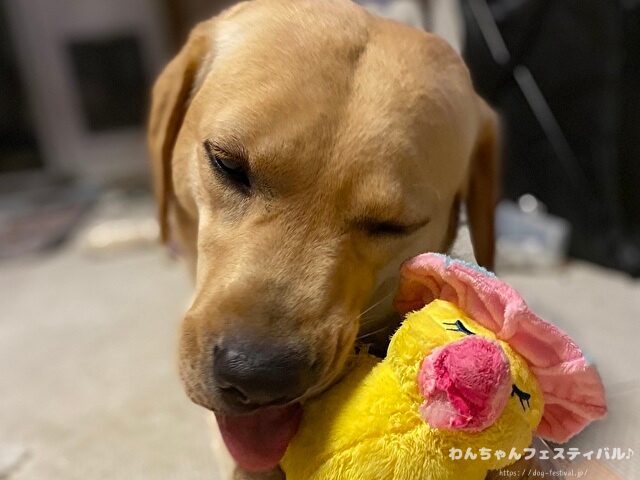 ラブラドールレトリバー　ゴールデン　違い　性格　見た目　飼いやすさ　比較