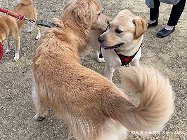 ラブラドールレトリバー　ゴールデン　違い　性格　見た目　飼いやすさ　比較