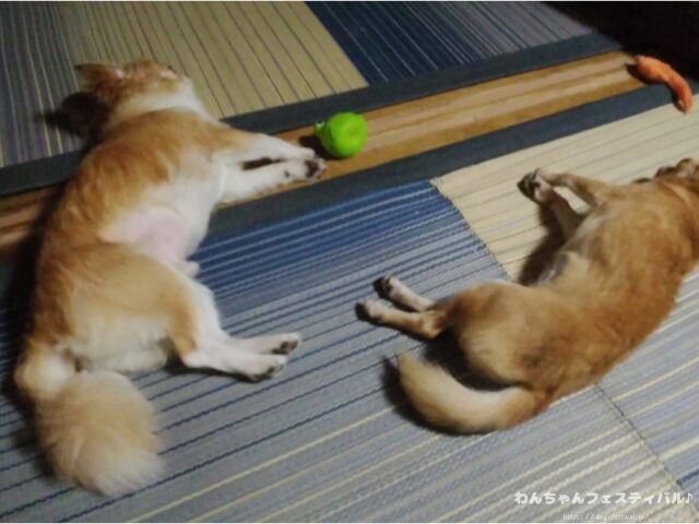 チワワ バリカン 毛が生えない 脱毛症 獣医師 注意点