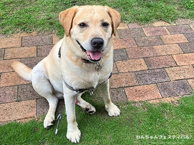 ラブラドールレトリバー　ゴールデン　違い　性格　見た目　飼いやすさ　比較