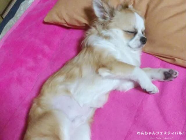 チワワ バリカン 毛が生えない 脱毛症 獣医師 注意点
