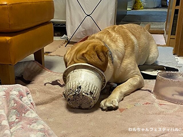 ラブラドールレトリバー　ゴールデン　違い　性格　見た目　飼いやすさ　比較