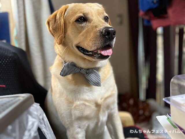 ラブラドールレトリバー　ゴールデン　違い　性格　見た目　飼いやすさ　比較
