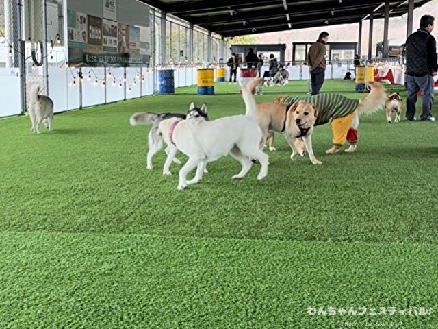ラブラドールレトリバー　ゴールデン　違い　性格　見た目　飼いやすさ　比較