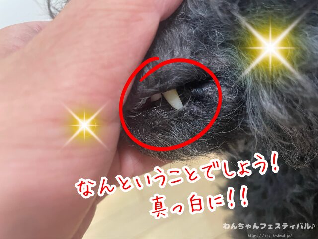 ドクターデンタルワン 効果なし 獣医師 使い方 安全性 成分 感想 評価 レビュー 体験談 歯磨き