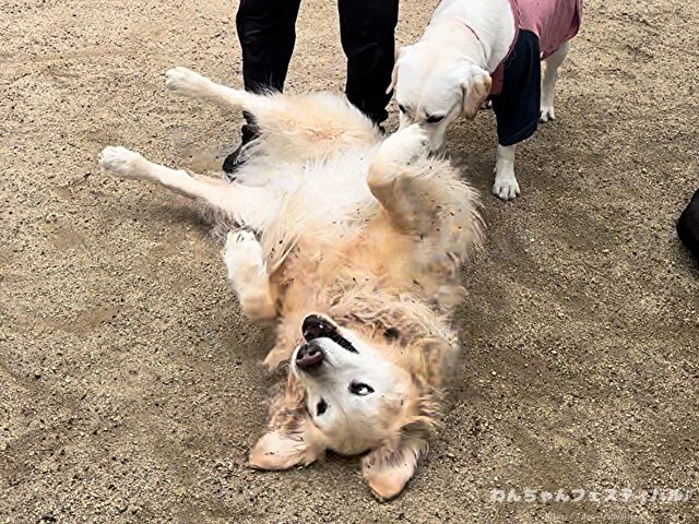 ラブラドールレトリバー　ゴールデン　違い　性格　見た目　飼いやすさ　比較